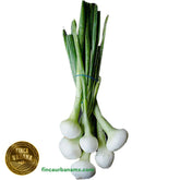 Cebollín orgánico (1 manojo)